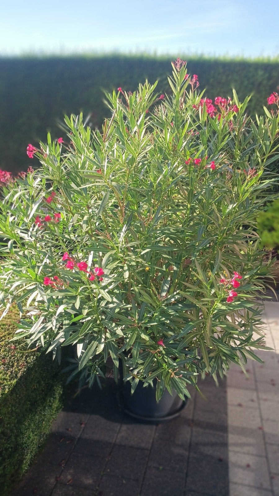 rode oleander dubbelbloemig, Tuin en Terras, Ophalen