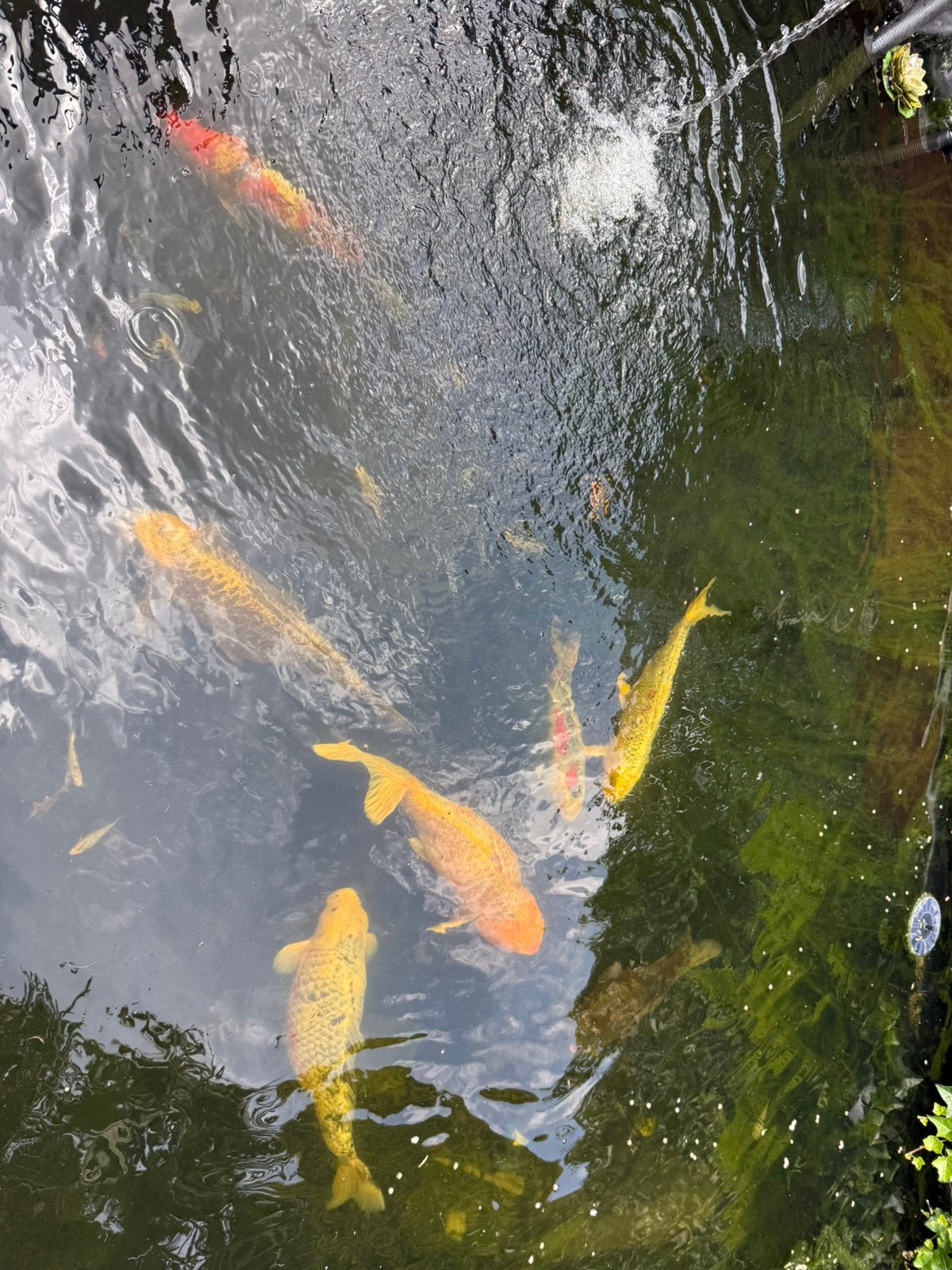 Koi vissen, Dieren en Toebehoren, Vissen | Vijvervissen, Karper of Koi