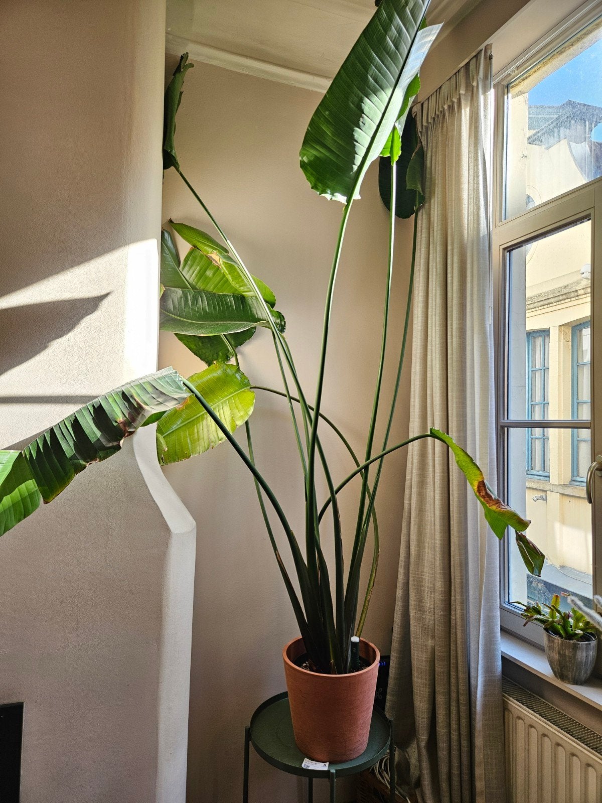 Strelitzia Nicolai (paradijsvogelplant) 240cm hoog, En pot, Plein soleil, Enlèvement, 200 cm ou plus