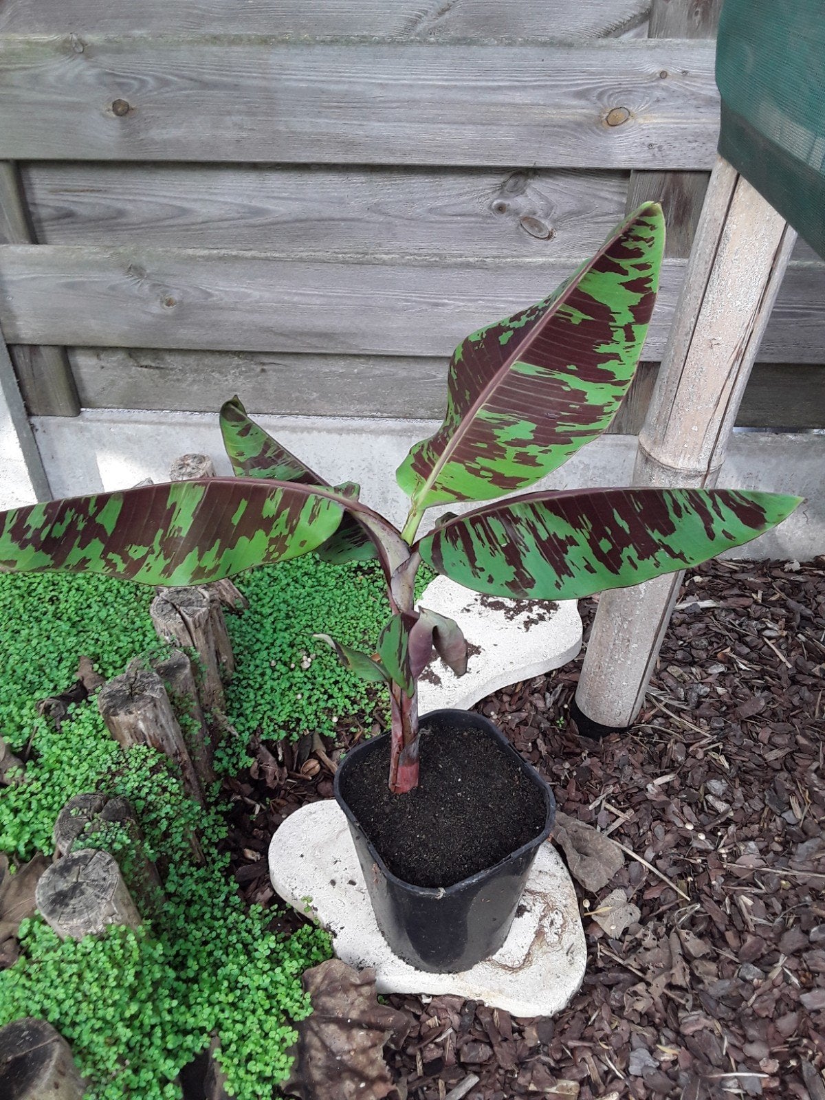 musa zebrina, Tuin en Terras, Ophalen
