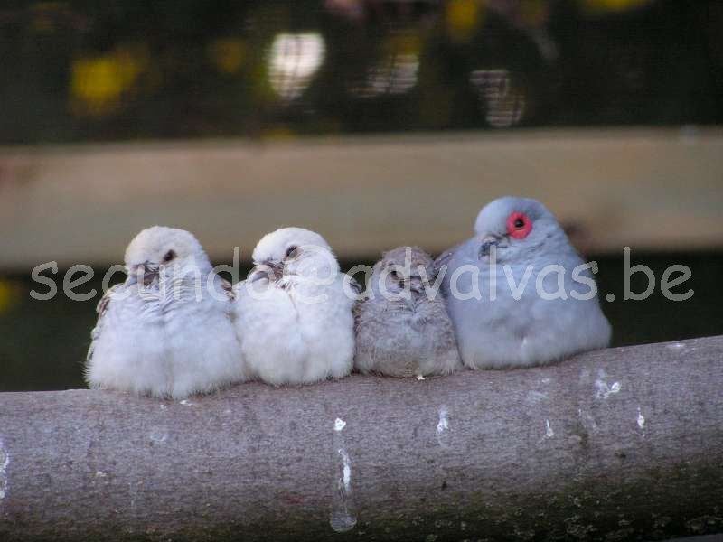 diamantduifjes, Dieren en Toebehoren, Vogels | Duiven, Meerdere dieren, Overige soorten