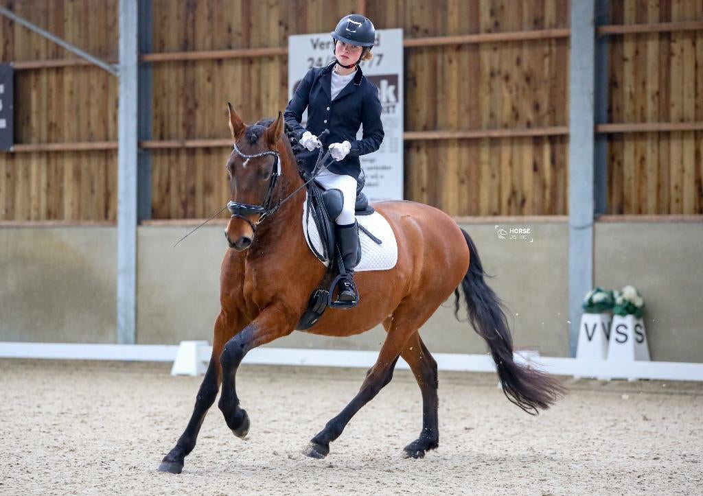 TE KOOP: 9-jarige PRE-ruin, Dieren en Toebehoren, Paarden, Minder dan 160 cm, Ruin, 7 tot 10 jaar, Recreatiepaard