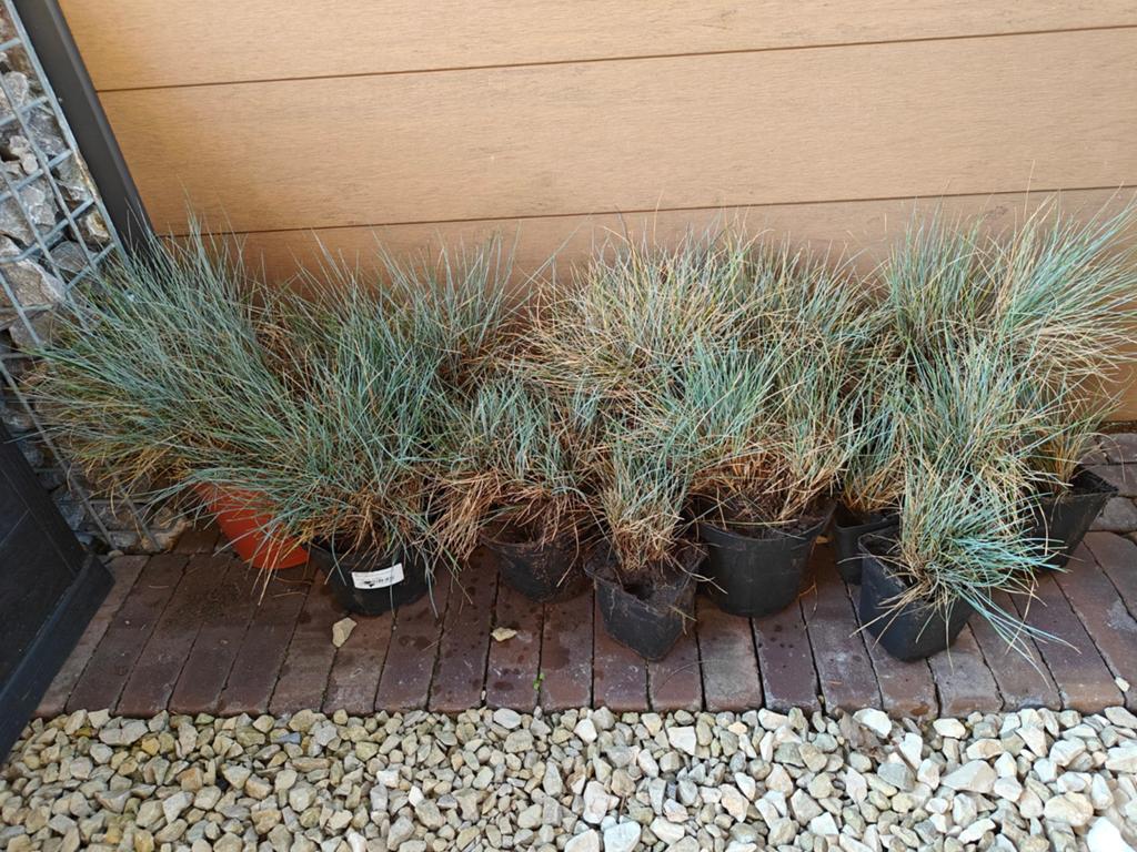 Blauwe schapengras Festuca glauca siergras, Tuin en Terras, Ophalen