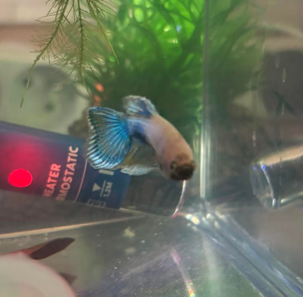 Zeldzame baby betta's eigen kweek, Poisson, Poisson d'eau douce