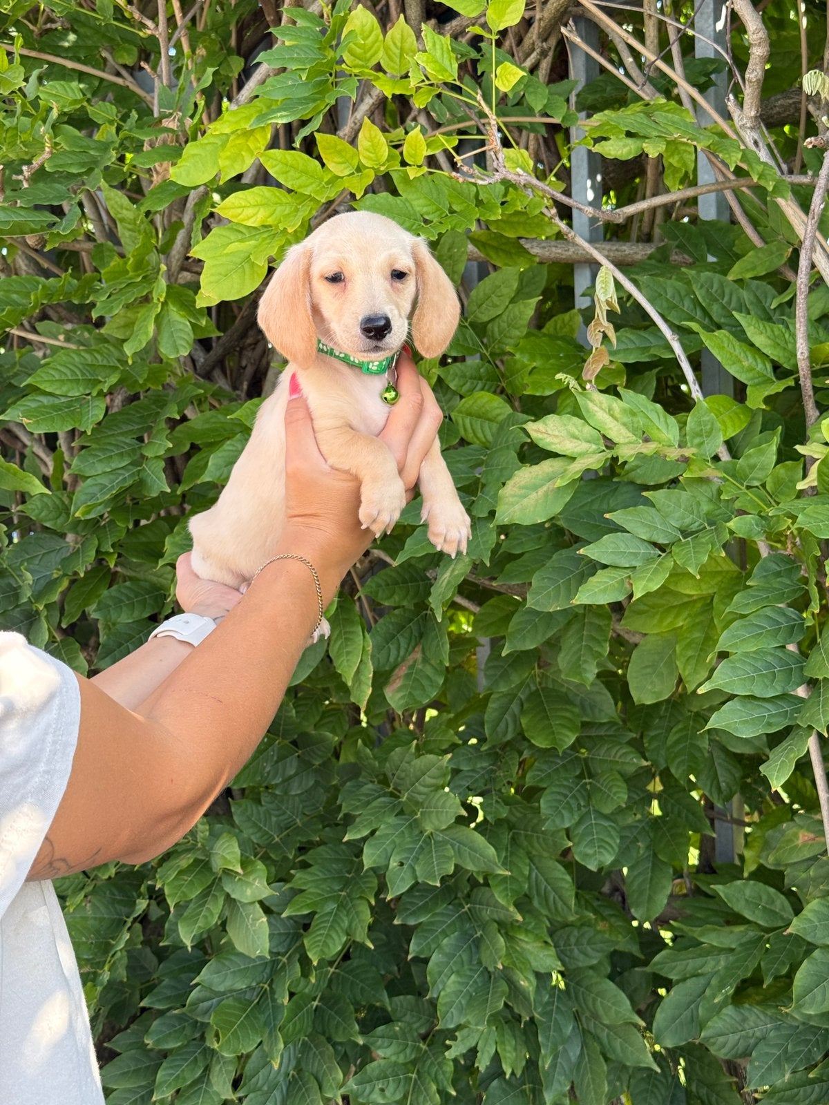 Mooie kortharige (shaded) Cream dwergteckel pups, Poils courts, Maladie de Carré (chiens), Plusieurs, Nain