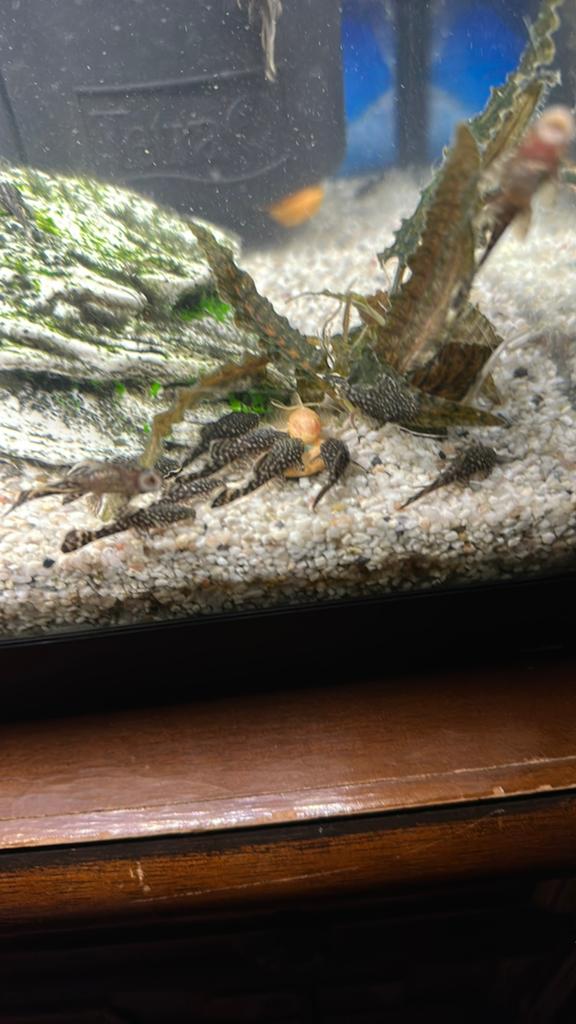 Pleco’s, Vis, Zoetwatervis