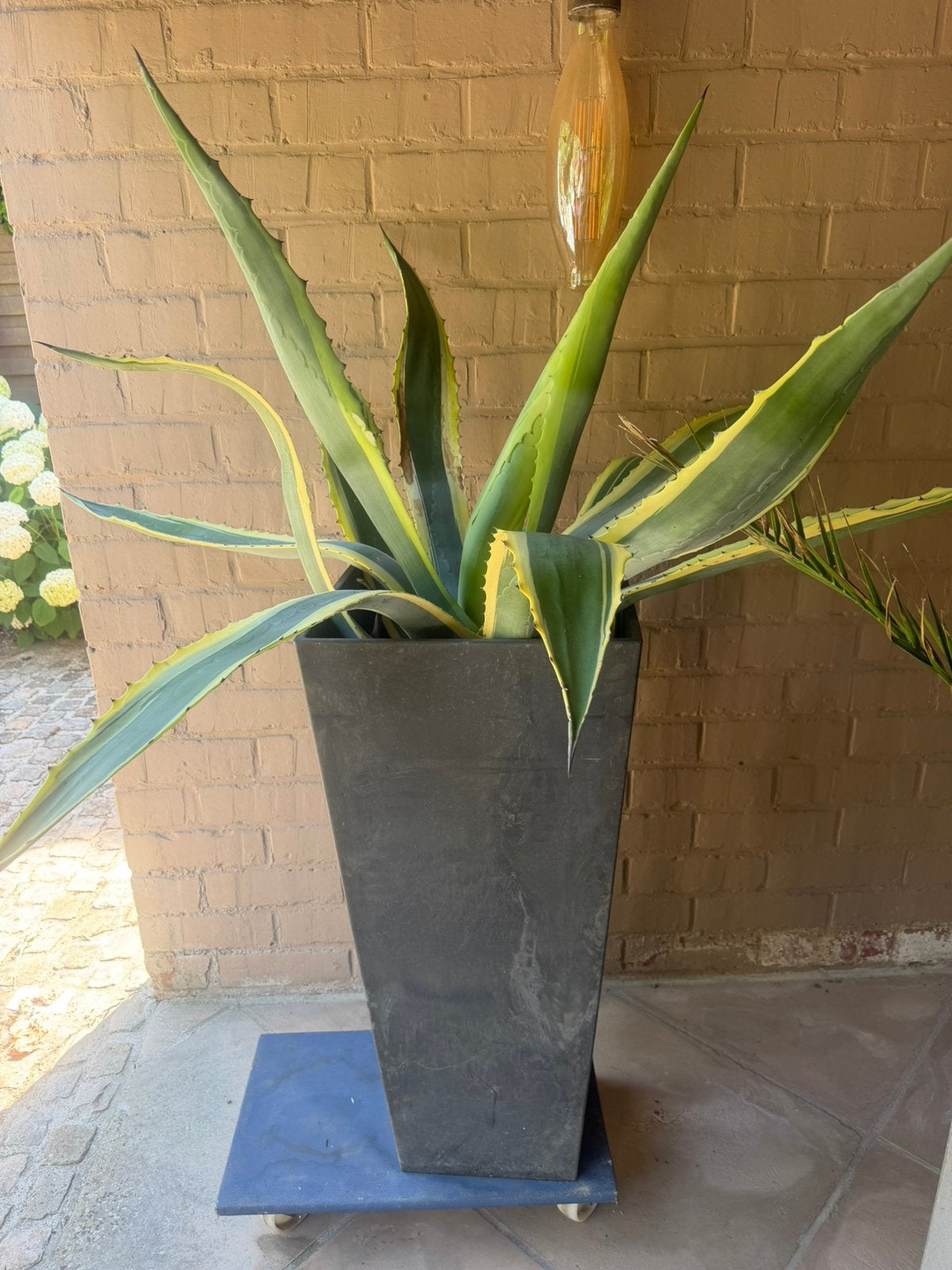 Grote cactus, Ophalen