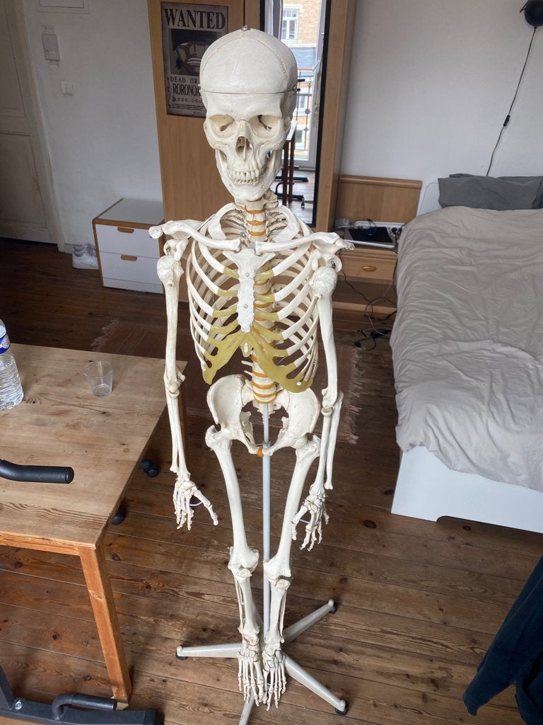 anatomie van het skelet, Ophalen, Gebruikt, Overige typen