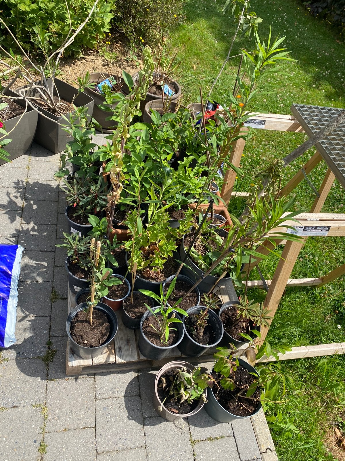 À vendre plant vivaces, Enlèvement