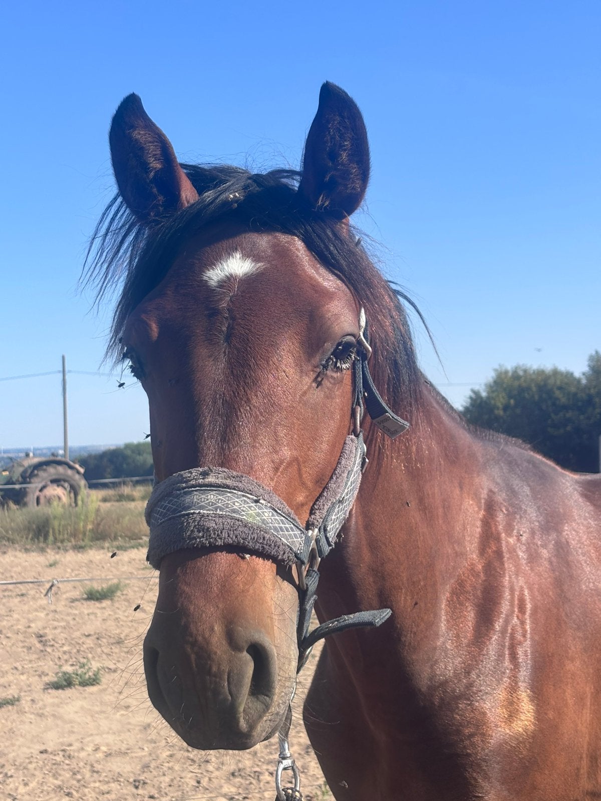 Knappe hengst – WinHorses Eleven x Rhodium, Dressuurpaard, 0 tot 2 jaar, Hengst, Ontwormd