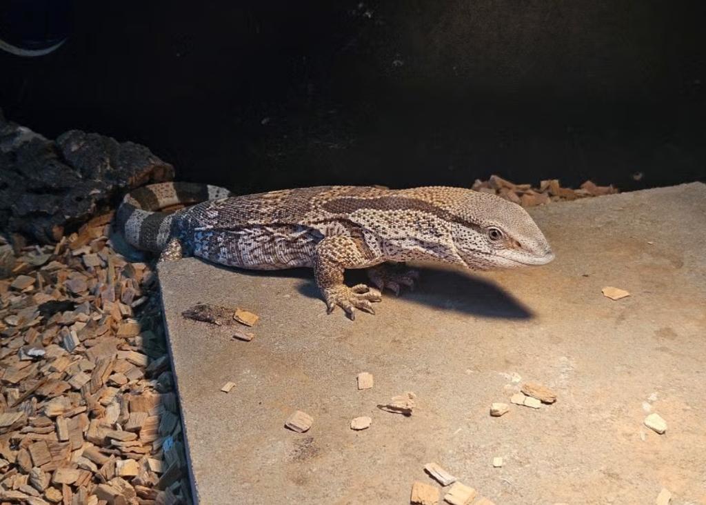 Varan à gorge blanche NC Allemagne 2025, Dieren en Toebehoren, Hagedis, 0 tot 2 jaar