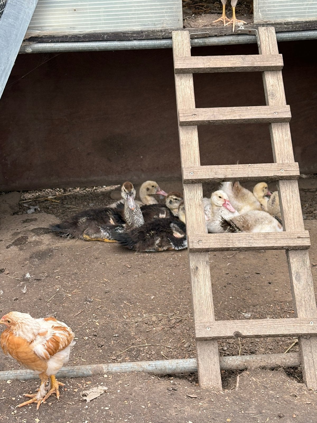 Jonge barberie eenden, Meerdere dieren, Eend