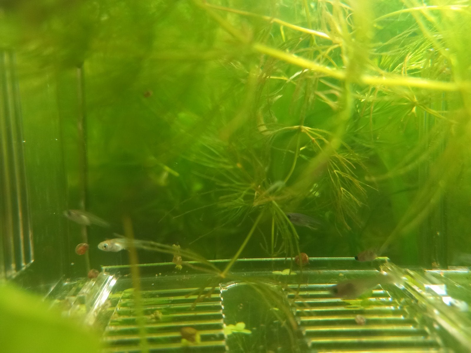guppy baby's te koop, Poisson, Poisson d'eau douce, Banc de poissons