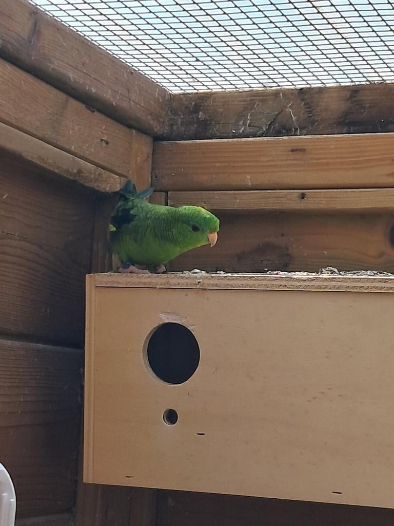 2 koppels catharinaparkieten, Dieren en Toebehoren, Ophalen