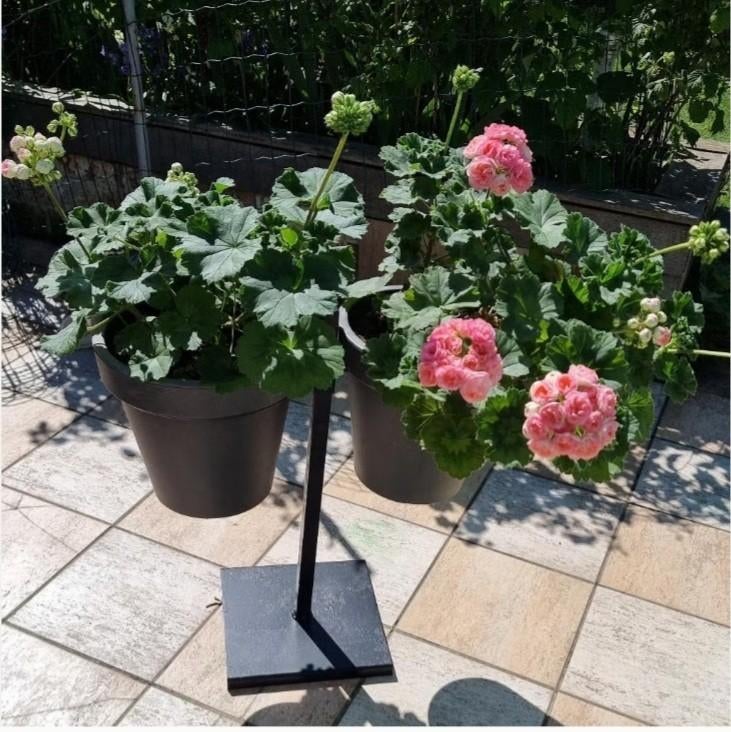 Groot meerjarig Pelargonium Zeer mooie dubbele bloemen 7€/st, Ophalen of Verzenden, Zomer, Vaste plant