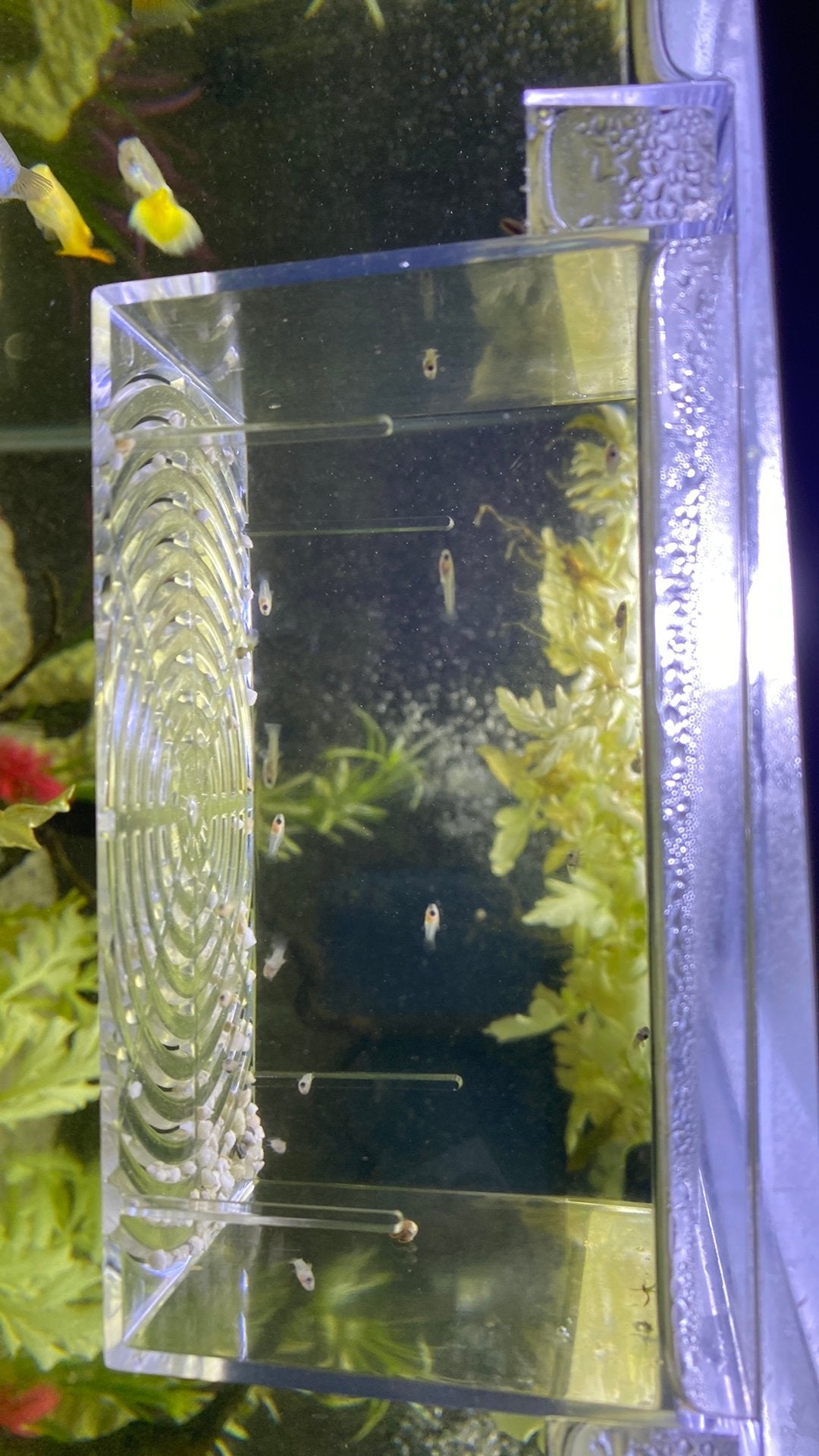 Guppys te koop, Dieren en Toebehoren, Vis, Zoetwatervis