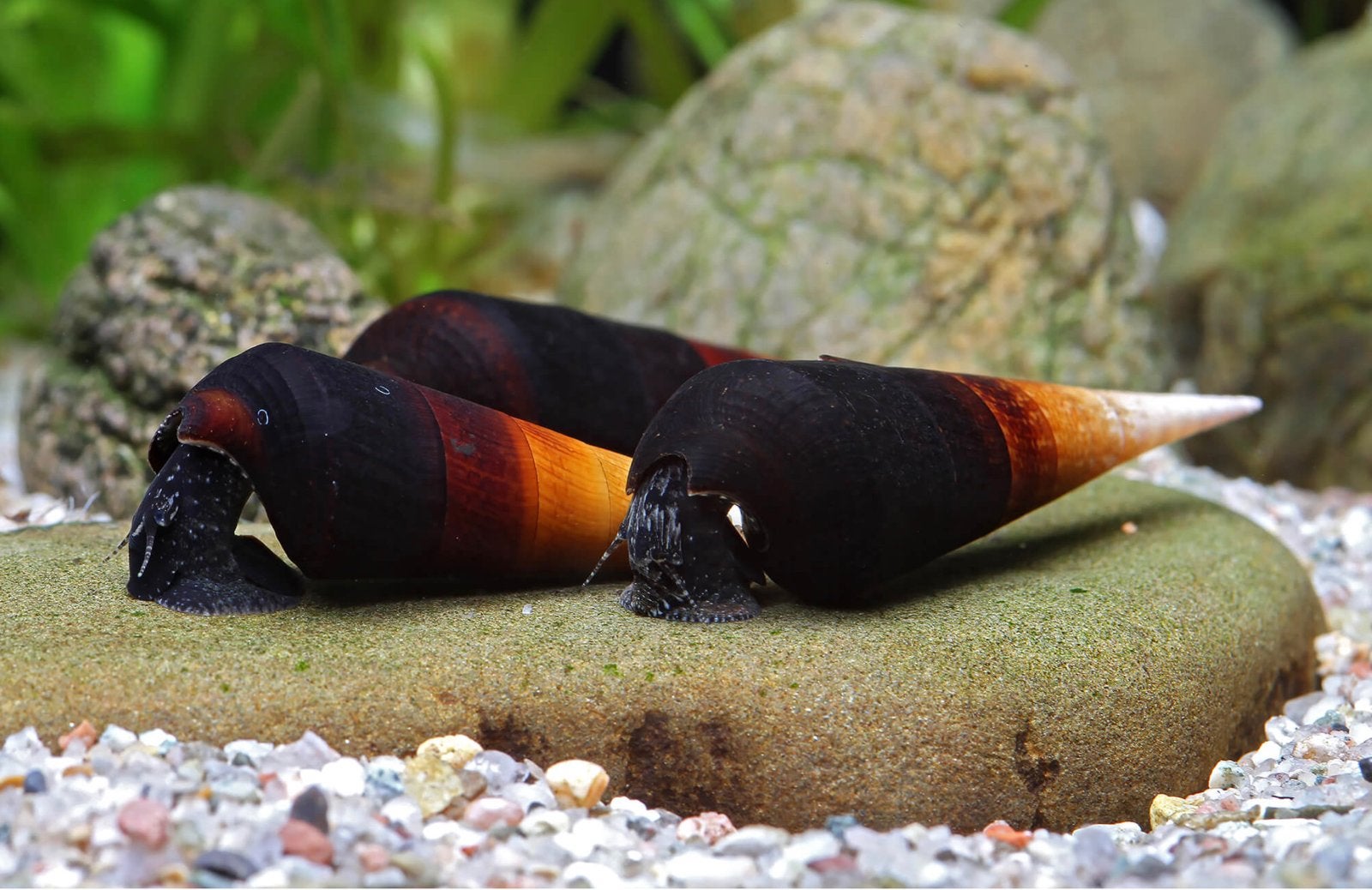 Cappuchino Slak, Dieren en Toebehoren, Vissen | Aquariumvissen, Slak of Weekdier, Zoetwatervis, Schoolvis