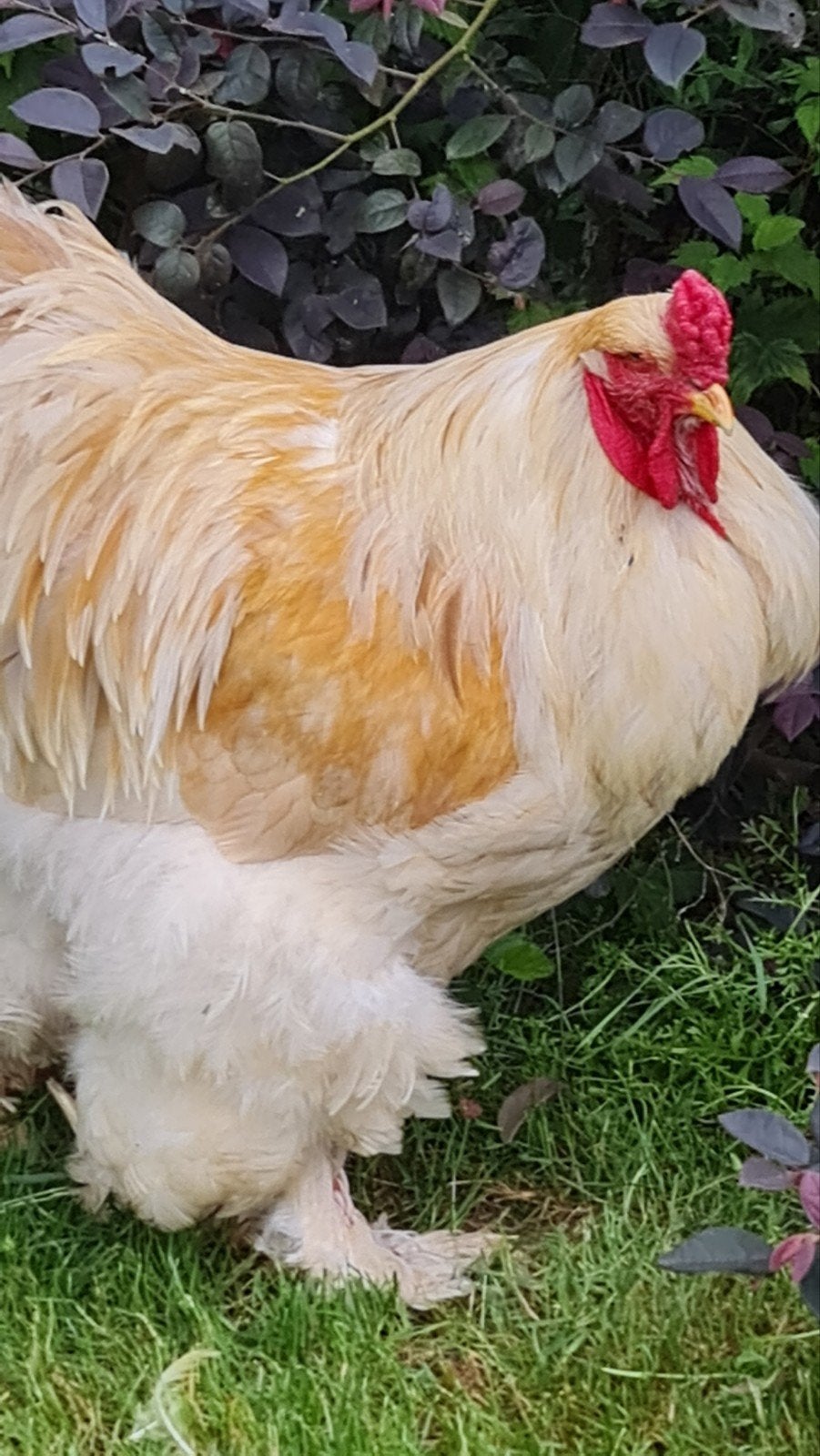 toom raszuivere Brahma haan met 2 hennen, Dieren en Toebehoren, Meerdere dieren, Kip