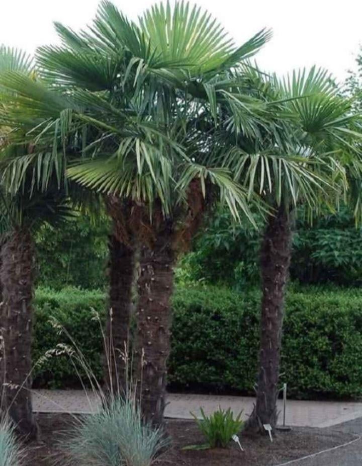 Palmier d exterieur, Jardin & Terrasse, Plantes | Jardin, Enlèvement