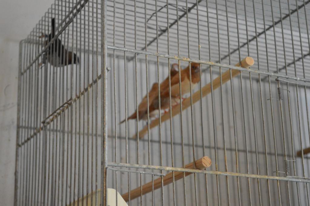 moineau du japon, Animaux & Accessoires, Femelle, Oiseau tropical