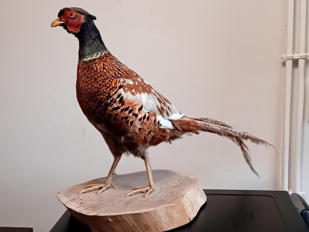 taxidermie de faisan vintage, Enlèvement, Utilisé, Animal sauvage, Animal empaillé
