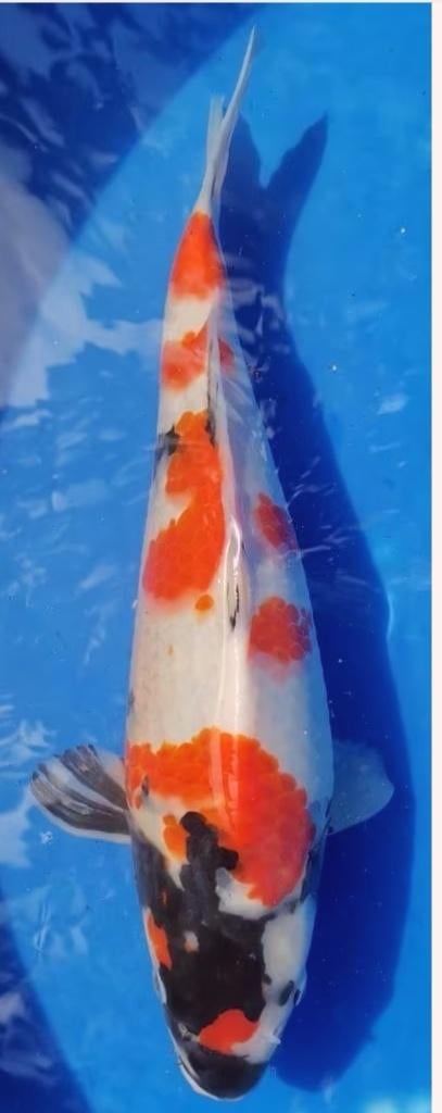 Koï japonaise showa, Karper of Koi
