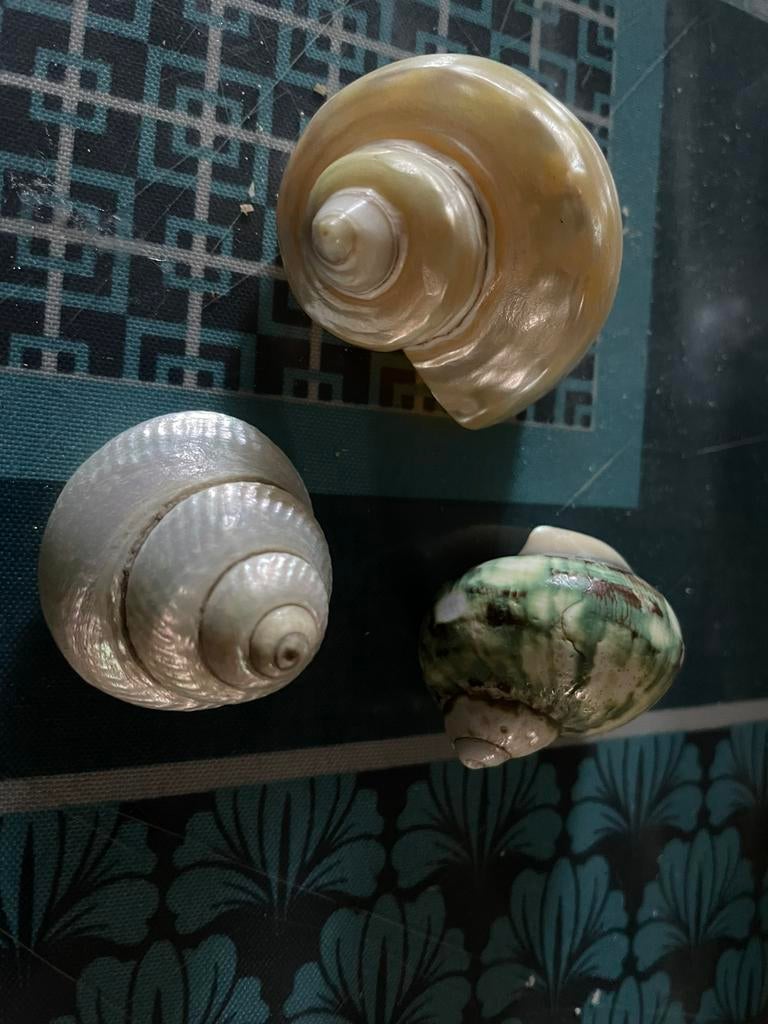 Coquillages, Enlèvement ou Envoi, Coquillage(s)