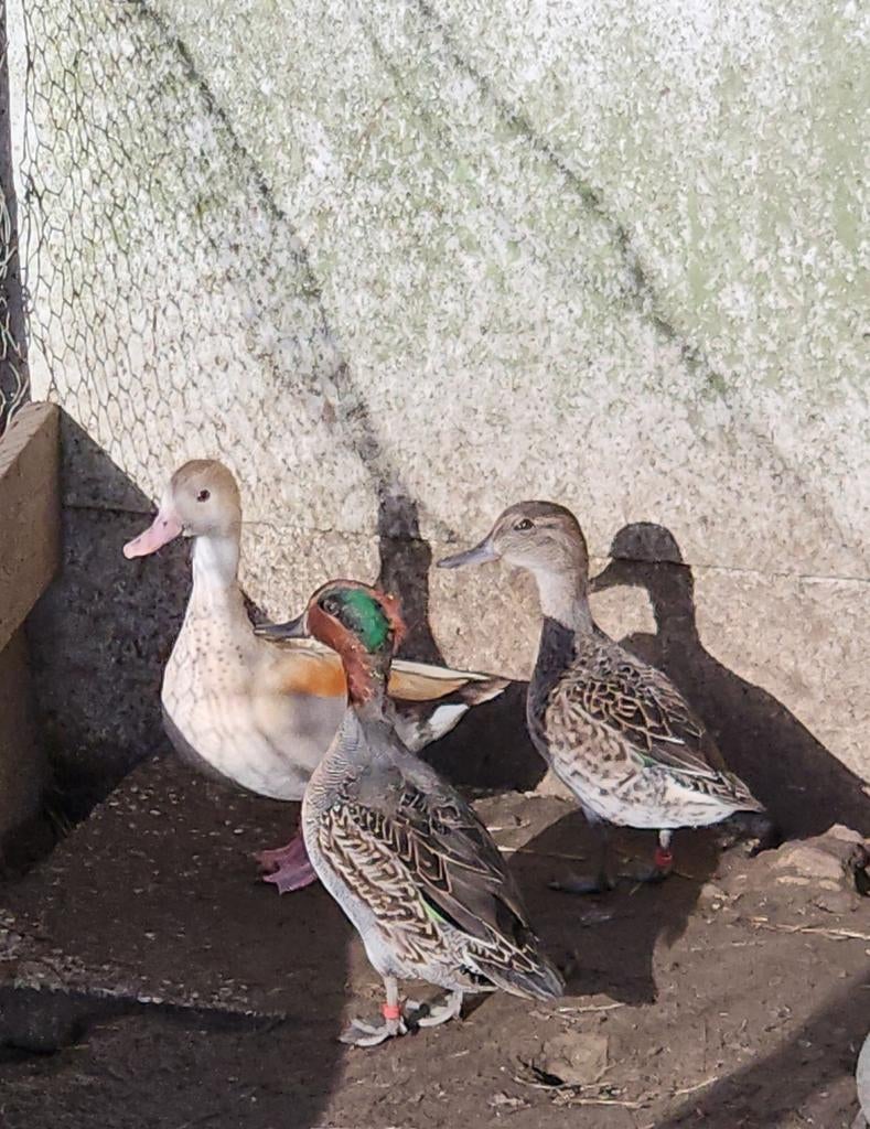 Siereenden, Dieren en Toebehoren