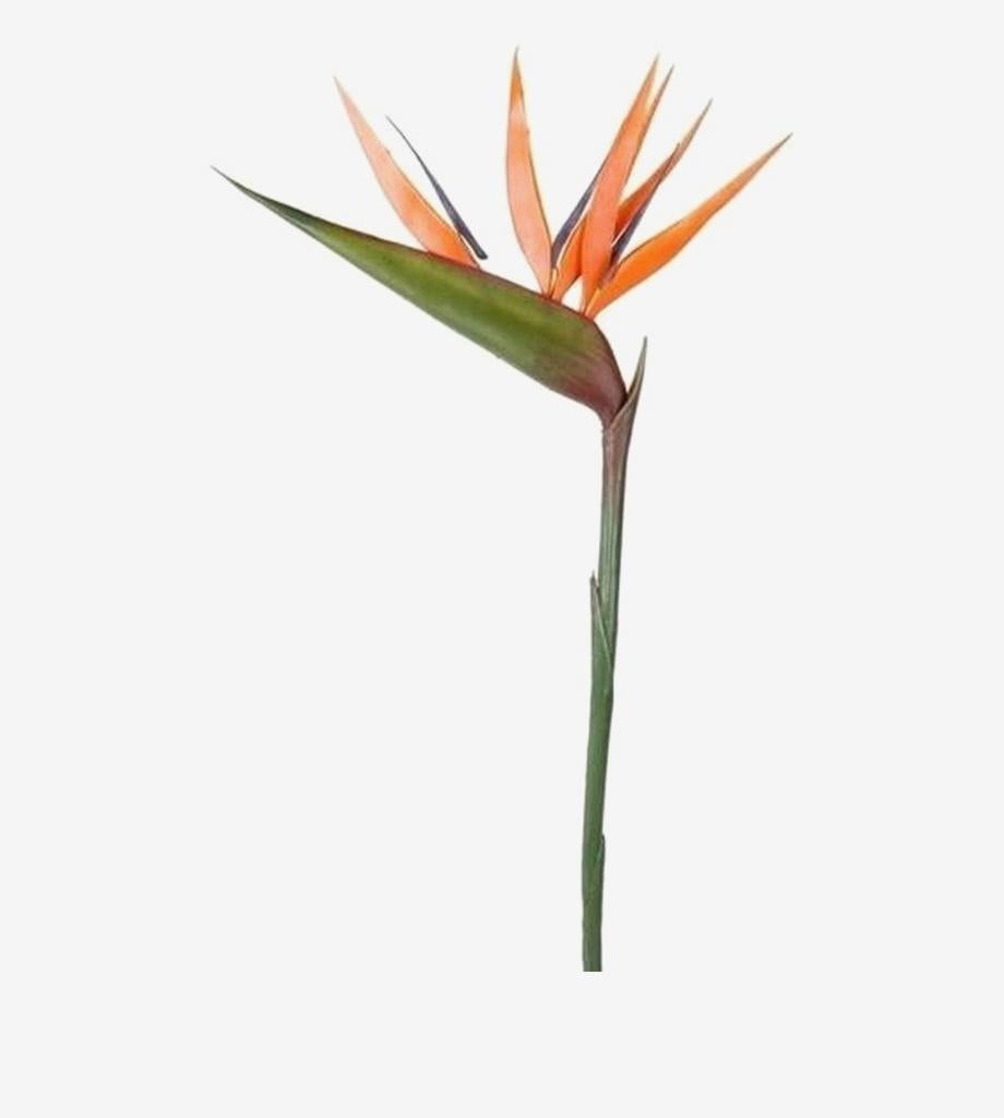 Strelitzia bloem, Enlèvement ou Envoi, Neuf, Intérieur