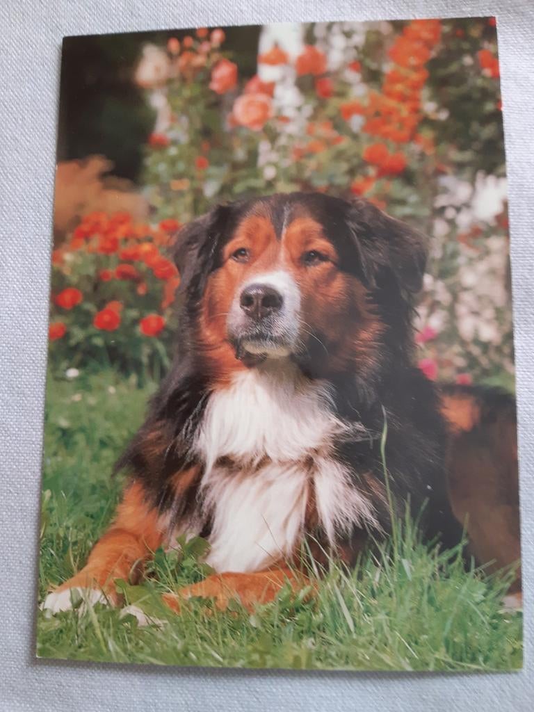 Postkaart (Hond), Collections, Cartes postales | Animaux, Envoi, Non affranchie, Chien ou Chat