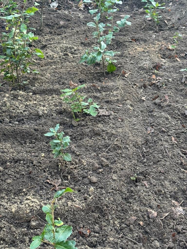Steeneik - jonge planten te koop per stuk, Tuin en Terras, Vaste plant, Halfschaduw, Lente, Ophalen