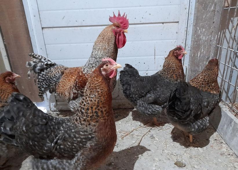 Oeufs fécondés de poule Bielefelder, Poule ou poulet