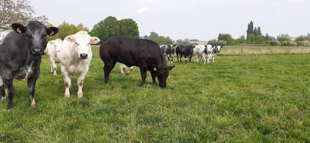 Weide gezocht regio Anzegem, Zakelijke goederen, Landbouw | Veevoer, Ophalen