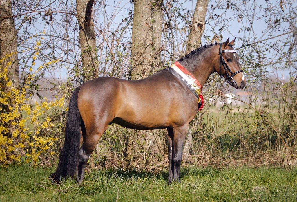Beloftevol B-pony hengstveulen, bruin, BRp ingeschreven, Poney B (1.17 m à 1.27 m), Avec pedigree, 0 à 2 ans, Poney de saut