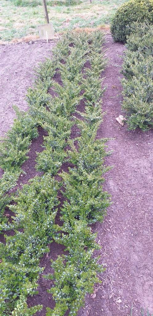 Lonicera planten, Jardin & Terrasse, Plantes | Arbustes & Haies, Haie, Autres espèces, Moins de 100 cm, Enlèvement