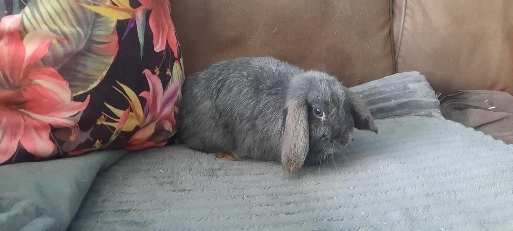 Minilop voedster, Dieren en Toebehoren, 0 tot 2 jaar