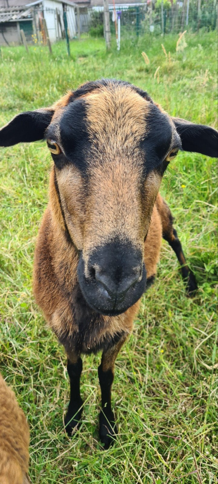 Mouton camerounais 4, Animaux & Accessoires