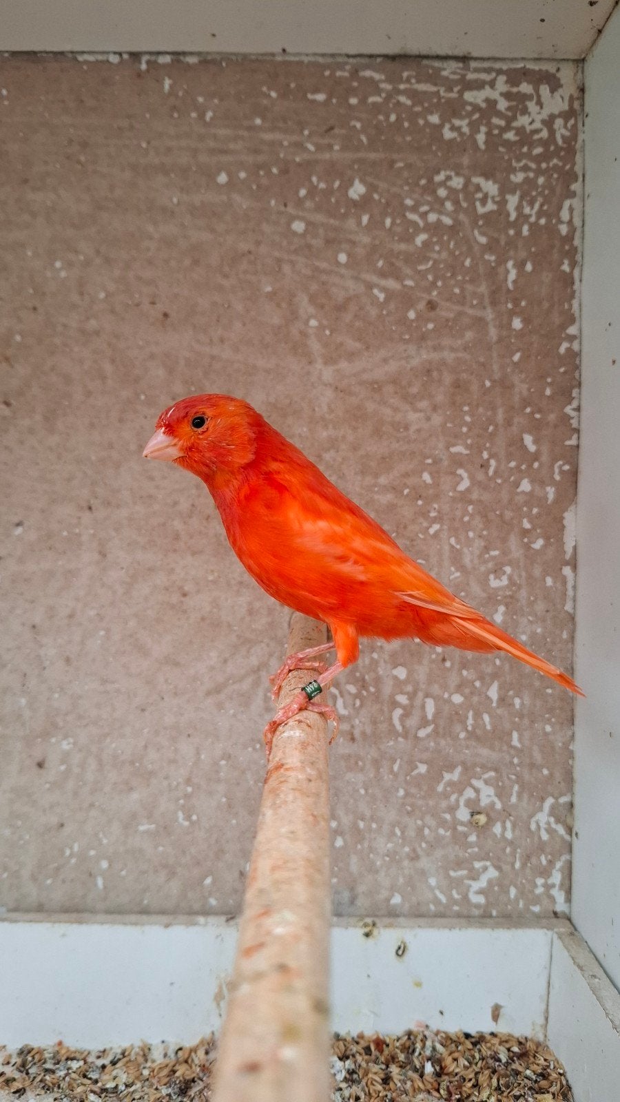 Kanaries te koop., Dieren en Toebehoren, Meerdere dieren, Kleurkanarie