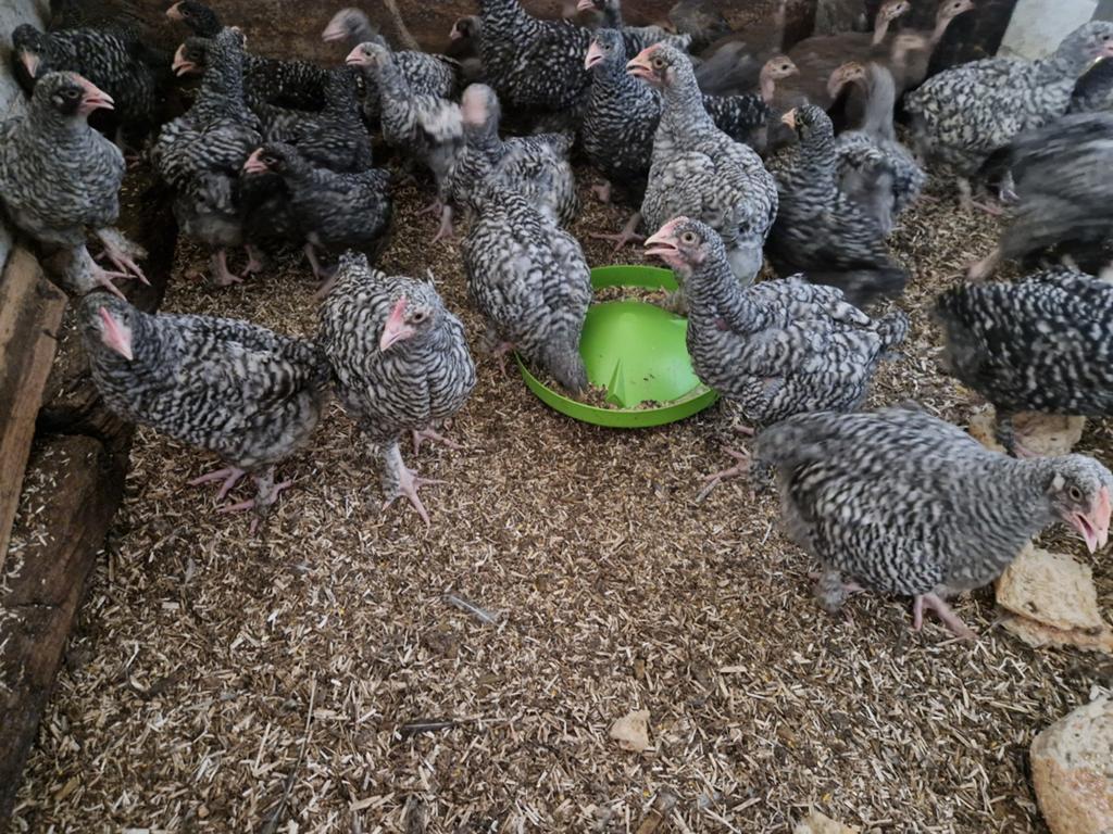 Mechelse koekoek kuikens, Dieren en Toebehoren, Meerdere dieren, Kip