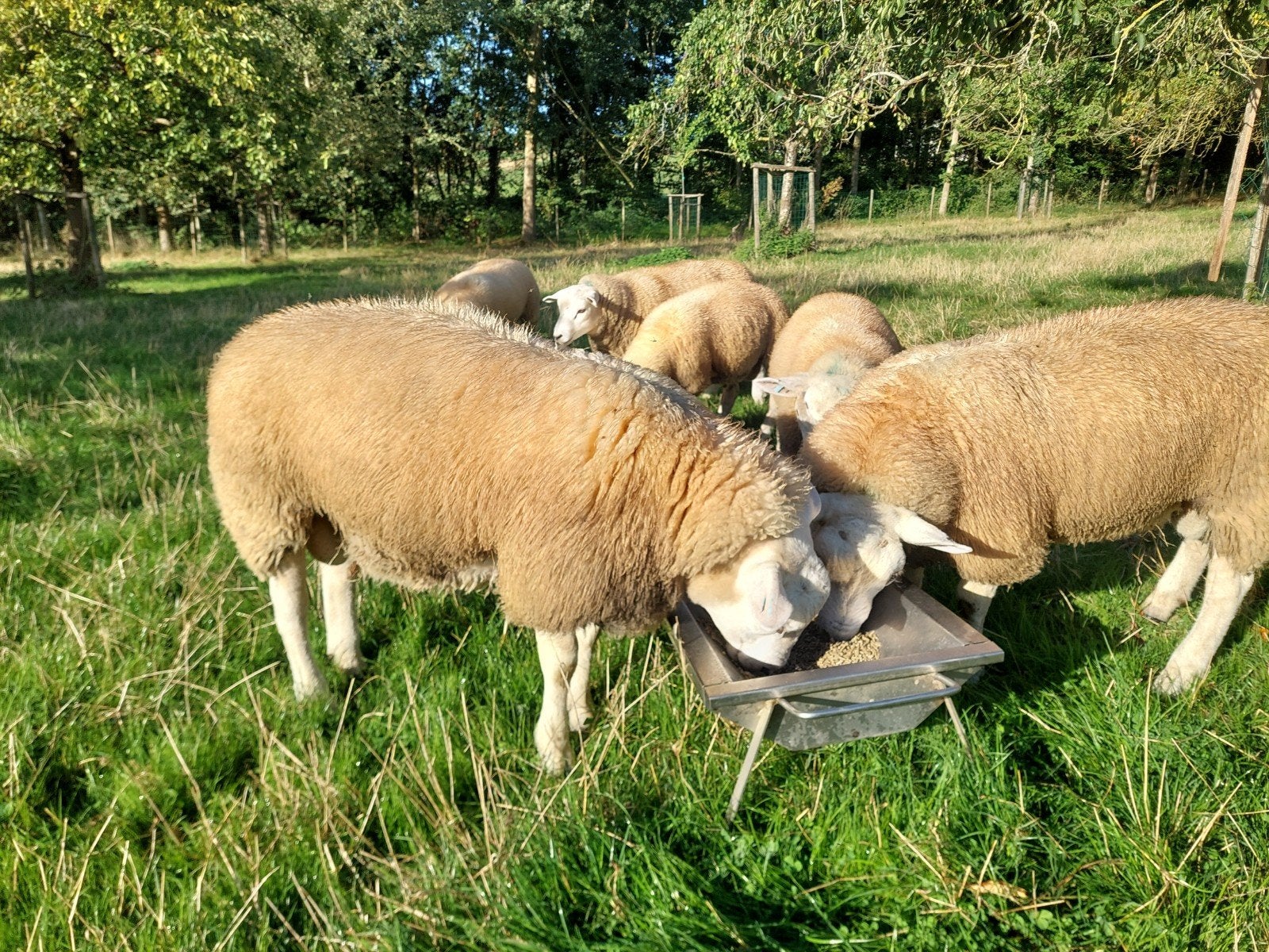 mooie rammen Engelse texel - swifter, Dieren en Toebehoren, Mannelijk, Schaap, 0 tot 2 jaar