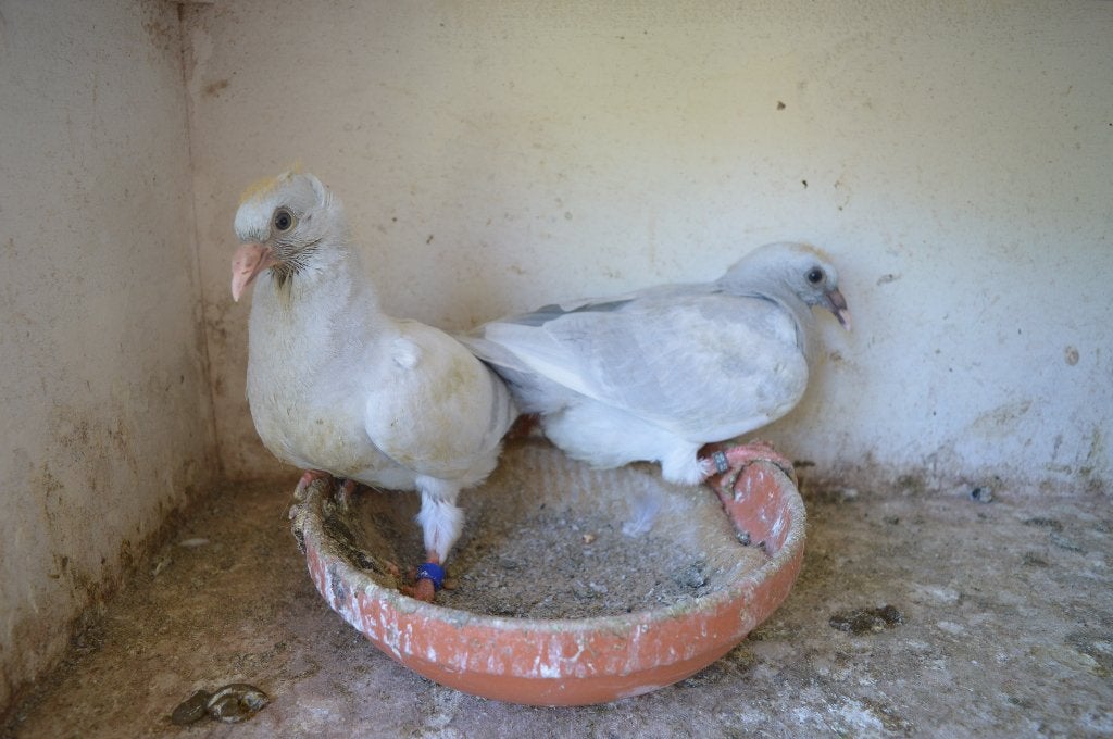 kleurpostduiven, Pigeon voyageur