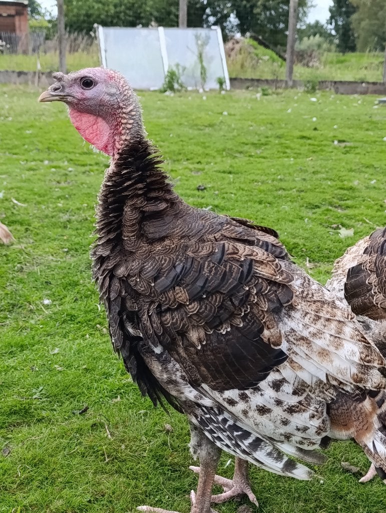 Kalkoen haan, Dieren en Toebehoren, Mannelijk, Kalkoen