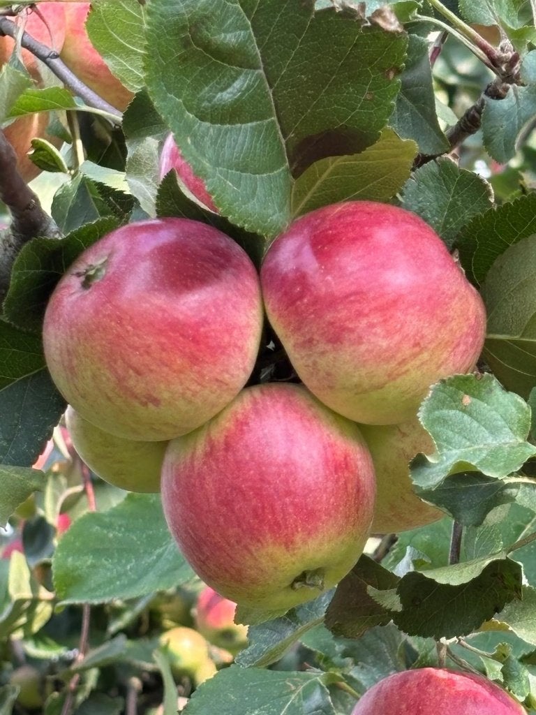 Pommes Dabinett - cultivées naturellement, Articles professionnels, Enlèvement