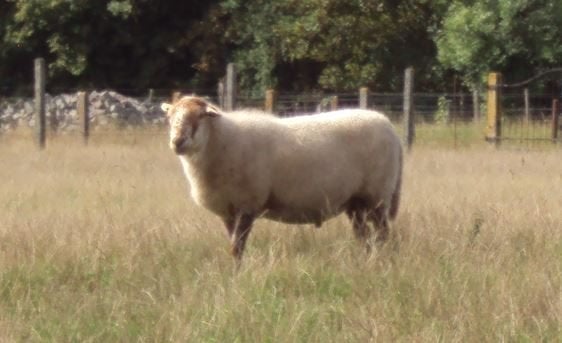 Schapen : dek-ram, Dieren en Toebehoren
