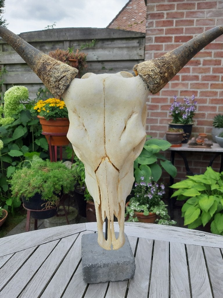Schedel Banteng - Bos Javanicus - op staander, Ophalen of Verzenden, Zo goed als nieuw, Wild dier, Schedel