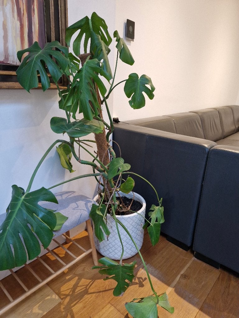 Plant in bloempot, Ophalen, 100 tot 250 cm, In pot, Overige soorten