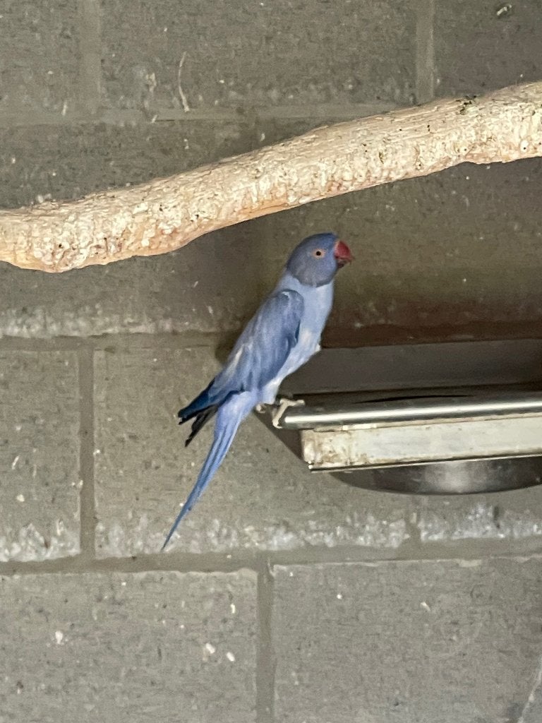 Halsbandparkiet, Dieren en Toebehoren