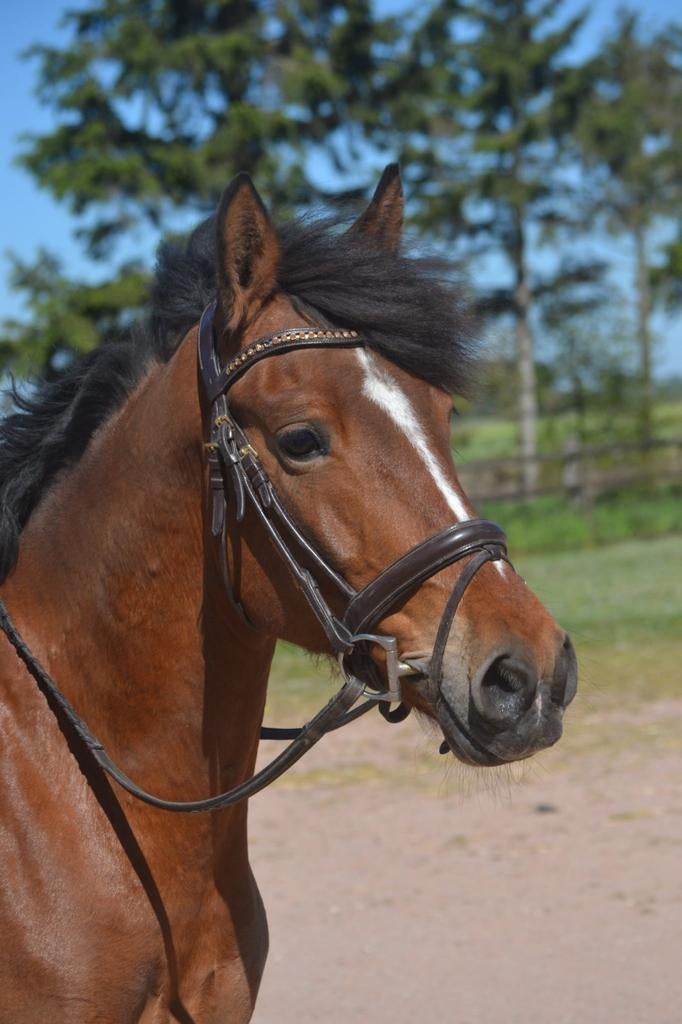 Chique lieve merrie, Animaux & Accessoires, Poneys, Jument