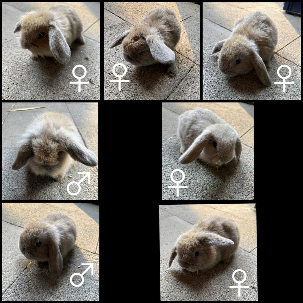 Dwergkonijntje hangoortjes, Dieren en Toebehoren