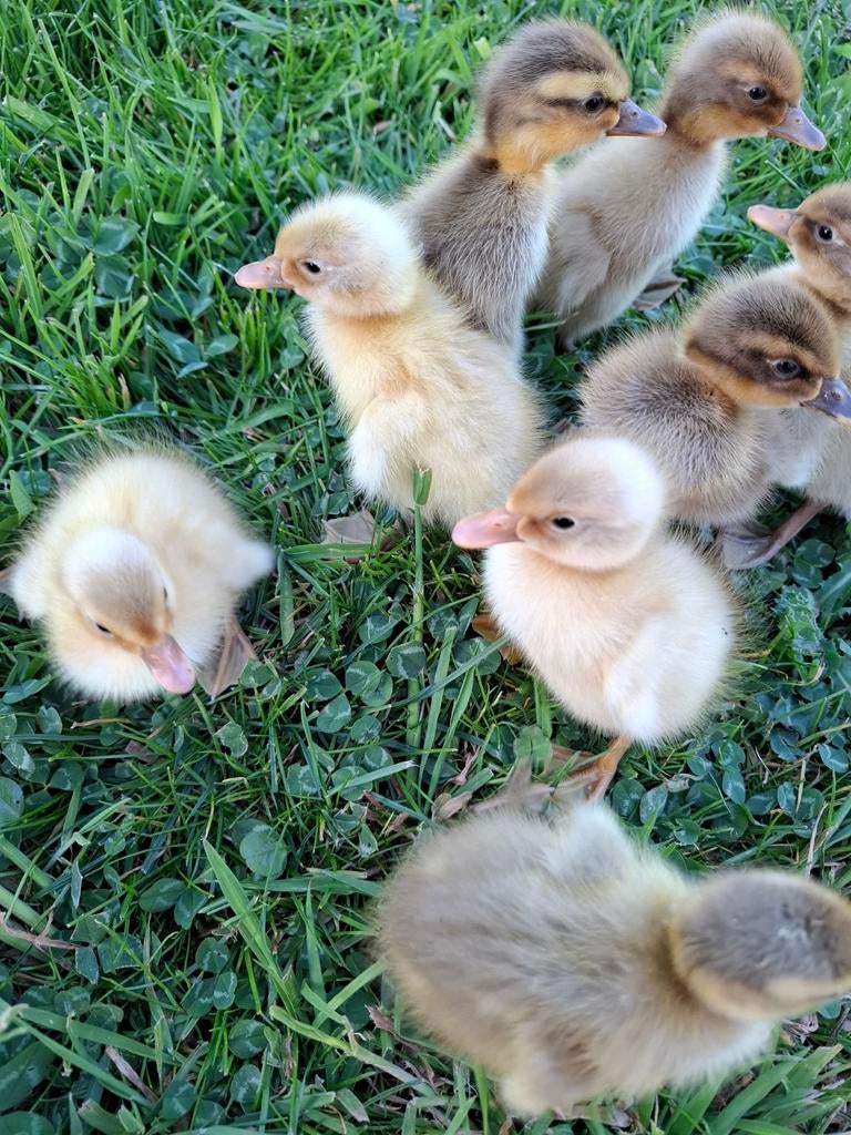 Kuikens loopeenden, Dieren en Toebehoren, Pluimvee